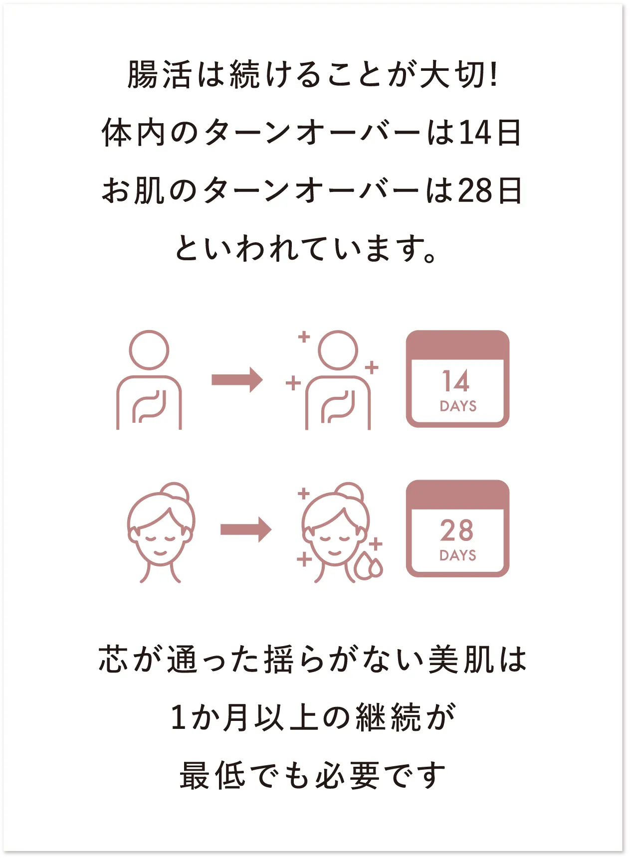 腸活は続けることが大切！体内のターンオーバーは14日 お肌のターンオーバーは28日といわれています。芯が通った揺らがない美肌は1か月以上の継続が最低でも必要です