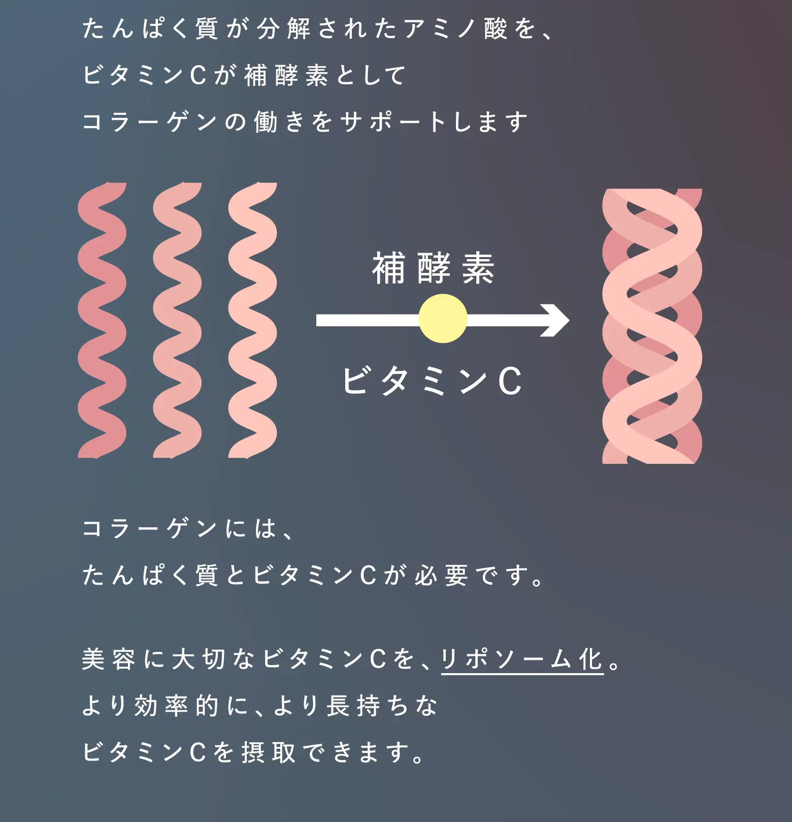 たんぱく質が分解されたアミノ酸を、ビタミンCが補酵素としてコラーゲンの働きをサポートします。 コラーゲンには、たんぱく質とビタミンCが必要です。 美容に大切なビタミンCを、リポソーム化。より効率的に、より長持ちなビタミンCを摂取できます。