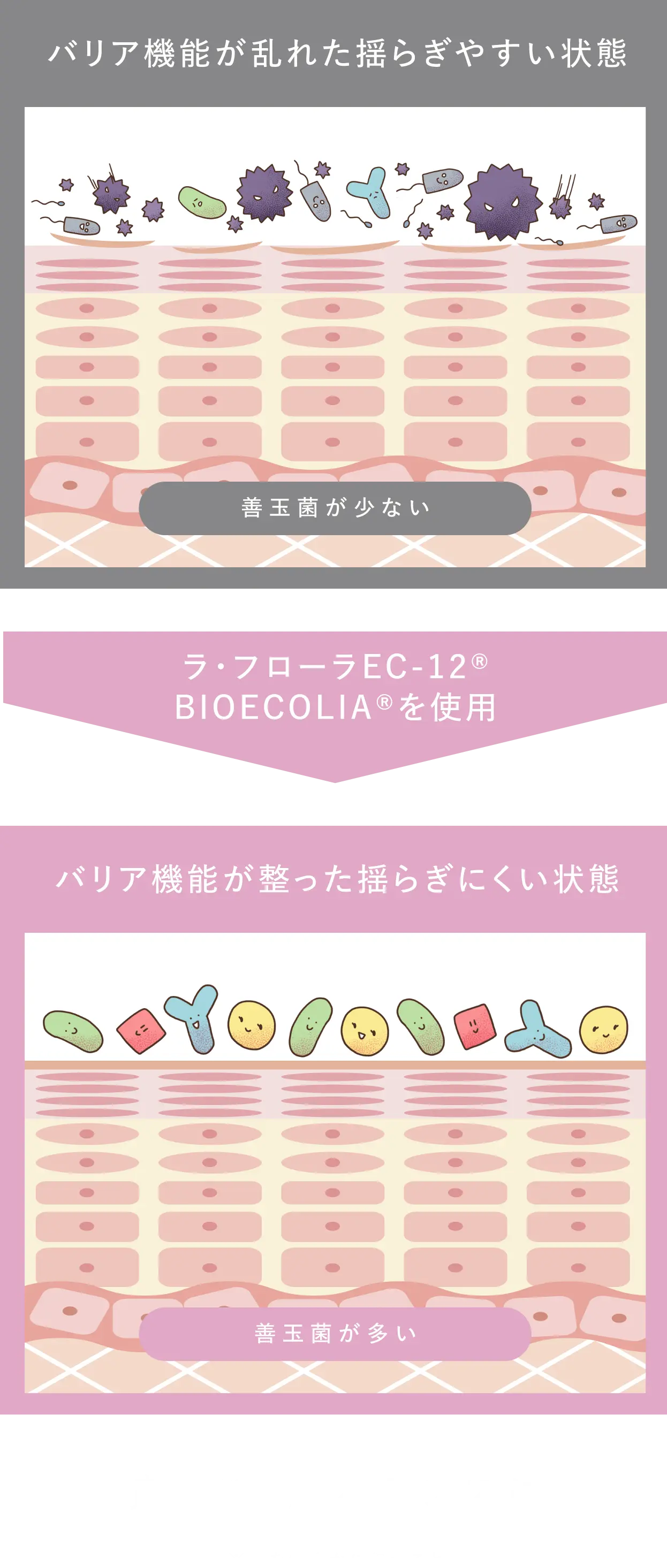 【バリア機能が乱れた揺らぎやすい状態】善玉菌が少ない → ラ・フローラEC-12® BIOECOLIA®を使用 → 【バリア機能が整った揺らぎにくい状態】善玉菌が多い 良好※な肌バランスに ※肌を健やかに保つこと