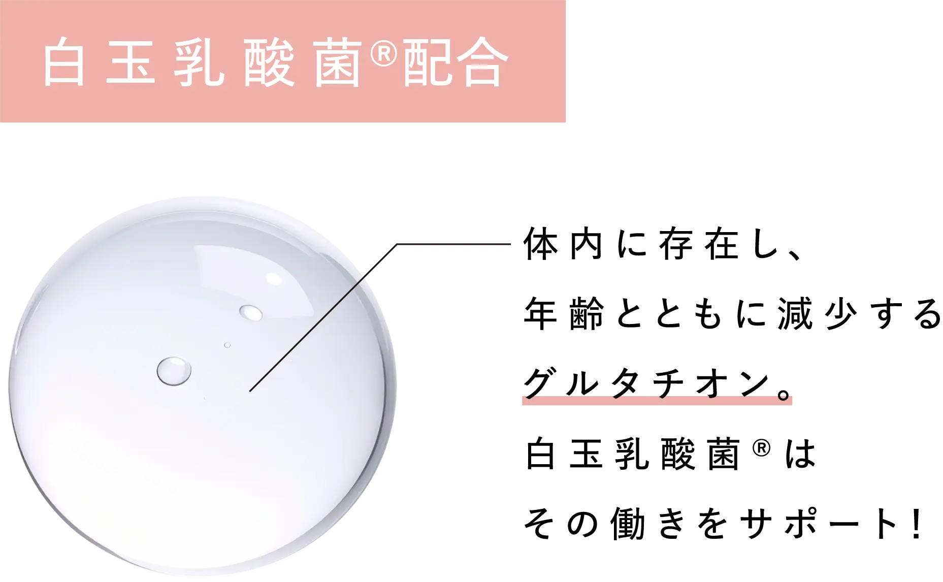 白玉乳酸菌®配合 体内に存在し、年齢とともに減少するグルタチオン。白玉乳酸菌®はその働きをサポート!