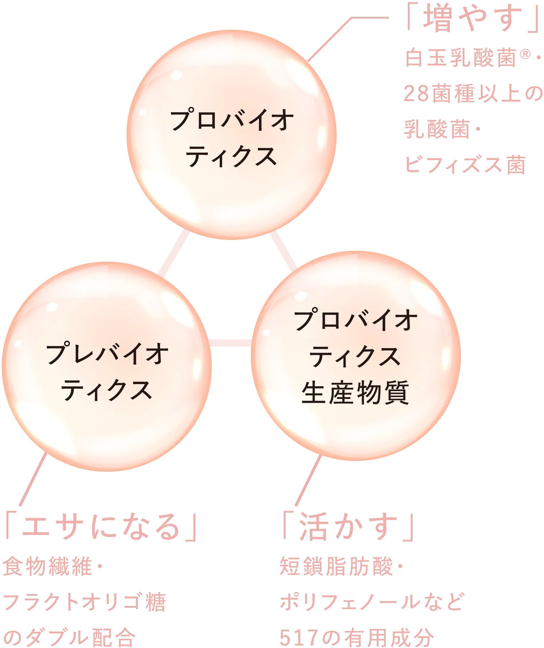 プロバイオティクス:「増やす」白玉乳酸菌®・28菌種以上の乳酸菌・ビフィズス菌 プロバイオティクス生産物質:「活かす」短鎖脂肪酸・ポリフェノールなど517の有用成分 プレバイオティクス:「エサになる」食物繊維・フラクトオリゴ糖のダブル配合