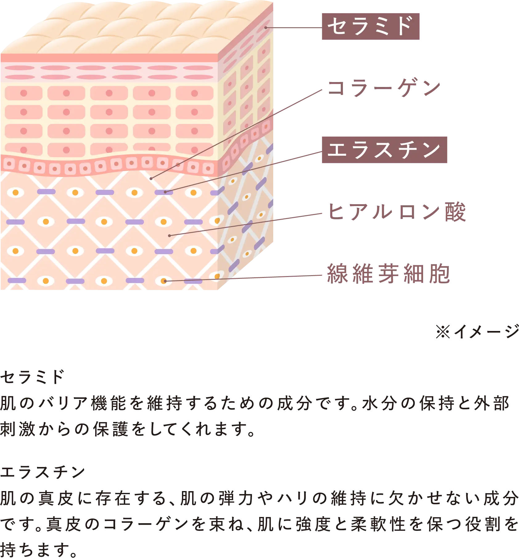 セラミド:肌のバリア機能を維持するための成分です。水分の保持と外部刺激からの保護をしてくれます。 エラスチン:肌の真皮に存在する、肌の弾力やハリの維持に欠かせない成分です。真皮のコラーゲンを束ね、肌に強度と柔軟性を保つ役割を持ちます。