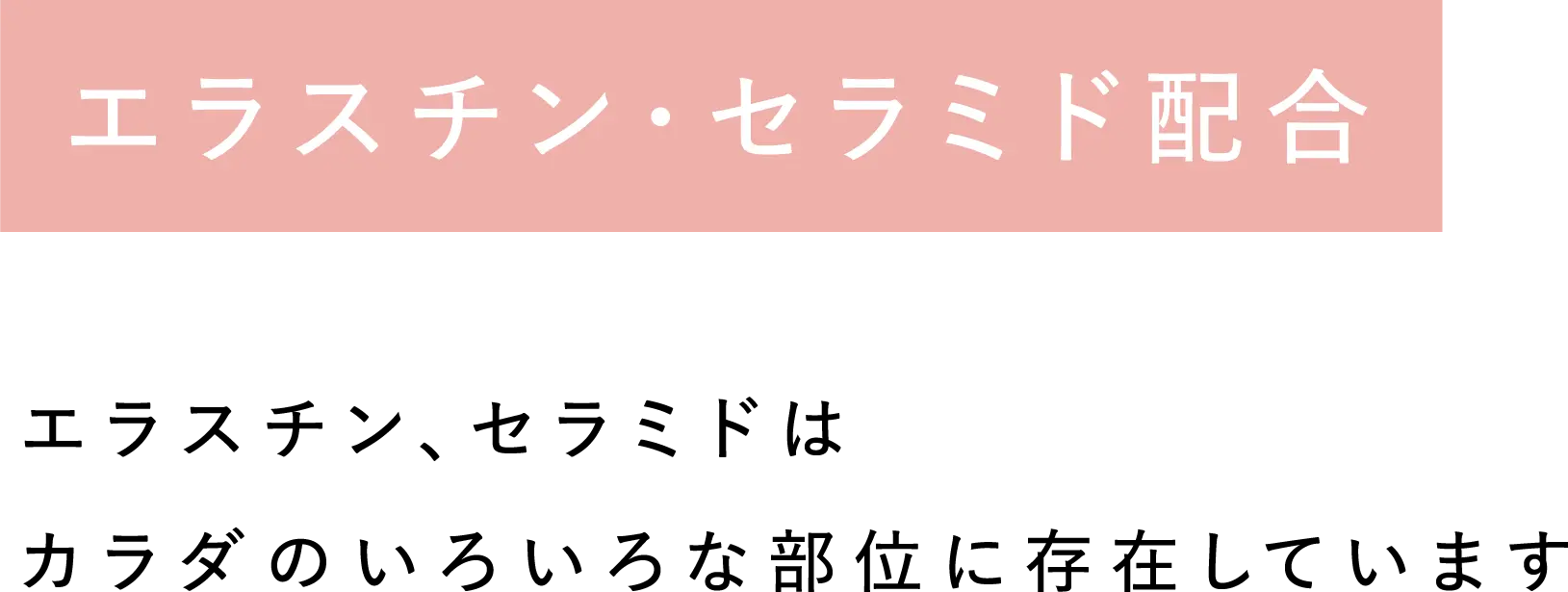 「肌構造成分」配合 エラスチン、セラミドはカラダのいろいろな部位に存在しています