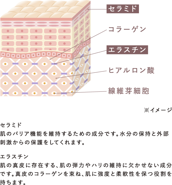お肌におけるセラミドとエラスチン