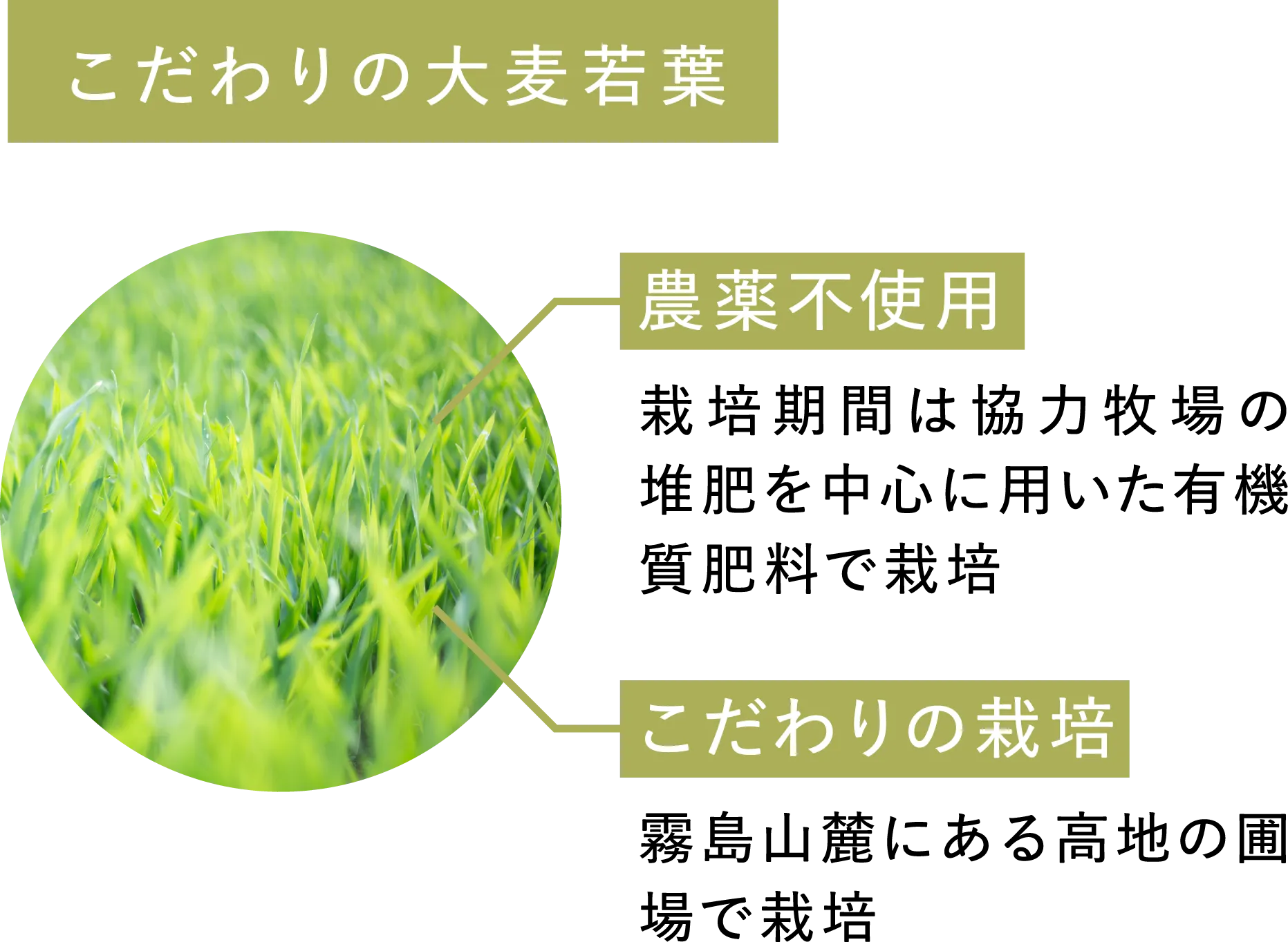 こだわりの大麦若葉 農薬不使用：栽培期間は協力牧場の堆肥を中心に用いた有機質肥料で栽培 こだわりの栽培：霧島山麓にある圃場で栽培