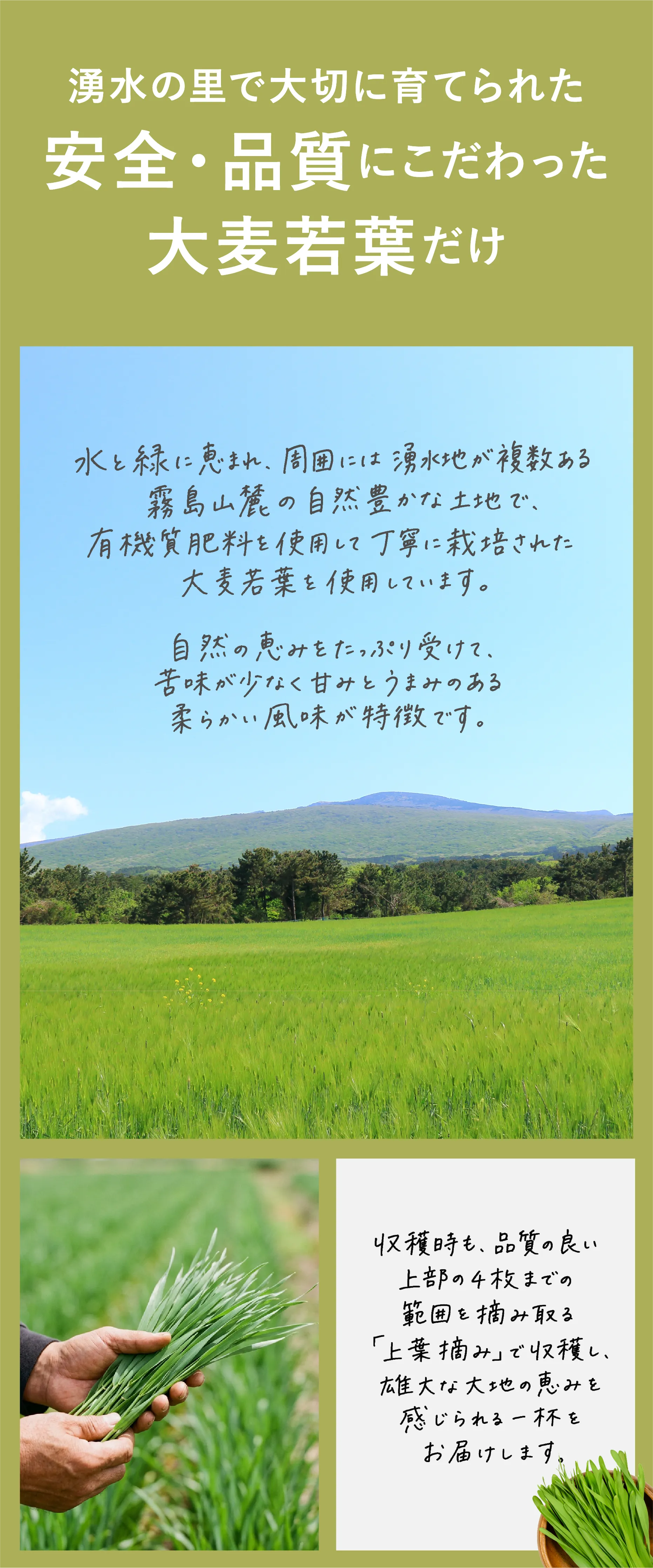 湧水の里で大切に育てられた安全・品質にこだわった大麦若葉だけ 水と緑に恵まれ、周囲には湧水地が複数ある霧島山麓の自然豊かな土地で、有機質肥料を使用して丁寧に栽培された大麦若葉を使用しています。自然の恵みをたっぷり受けて、苦味が少なく甘みとうまみのある柔らかい風味が特徴です。 収穫時も、品質の良い上部の4枚までの範囲を摘み取る「上葉摘み」で収穫し、雄大な大地の恵みを感じられる一杯をお届けします。