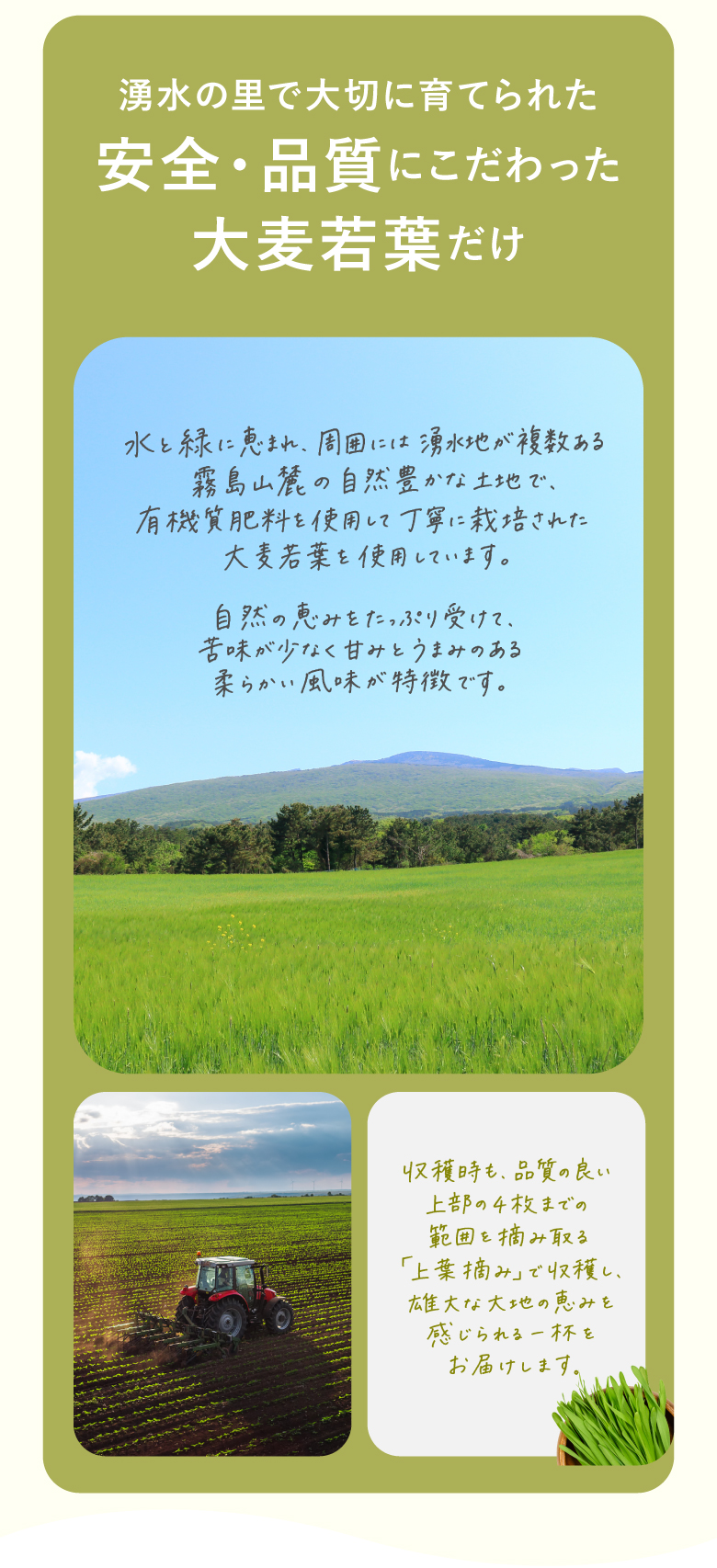 湧水の里で大切に育てられた安全・品質にこだわった大麦若葉だけ 水と緑に恵まれ、周囲には湧水地が複数ある霧島山麓の自然豊かな土地で、有機質肥料を使用して丁寧に栽培された大麦若葉を使用しています。自然の恵みをたっぷり受けて、苦味が少なく甘みとうまみのある柔らかい風味が特徴です。 収穫時も、品質の良い上部の4枚までの範囲を摘み取る「上菜摘み」で収穫し、雄大な大地の恵みを感じられる一杯をお届けします。