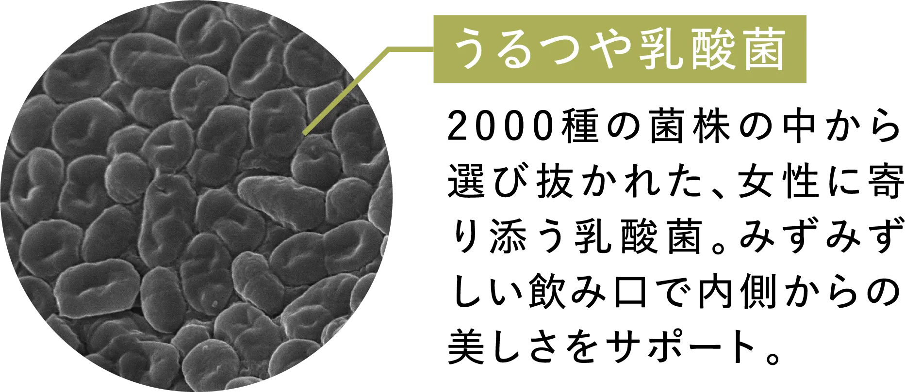 うるつや乳酸菌：2000種の菌株の中から選び抜かれた、女性に寄り添う乳酸菌。みずみずしい飲み口で内側からの美しさをサポート。