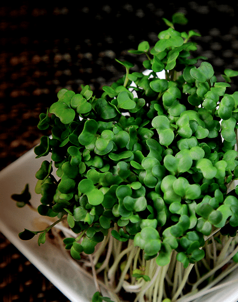 ブロッコリースプラウトBroccoli Sprout