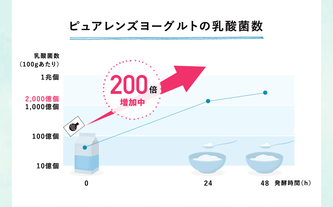 ピュアクリアヨーグルトの乳酸菌数 乳酸菌数(100gあたり)が発酵時間48時間で200倍に増加中